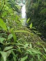 beleza cascata dentro Indonésia foto