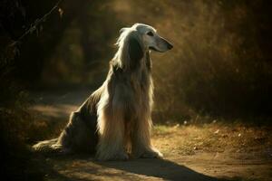 afegão cão de caça cachorro floresta. gerar ai foto