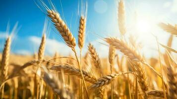 cevada campo dentro a brilho do sol ingrediente para tradicional oktoberfest Cerveja foto