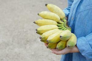 fechar-se jardineiro detém grupo do amarelo maduro orgânico cultivado bananas. conceito , agricultura colheita dentro tailândia. tailandês agricultores crescer bananas para vender Como família o negócio ou compartilhar para vizinho foto