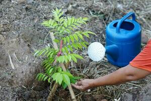 fechar-se jardineiro mão Verificações folhas do plantar depois de rega de água pode.conceito, levando Cuidado plantar depois de crescente. crescer árvores para realçar oxegênio e floresta área e ambiente. Pare global aquecimento. foto