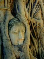 a Buda cabeça dentro árvore raízes, wat maha que, lisa rosa negra estava aqui, ayutthaya, Tailândia foto