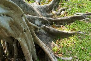a grande banyan raízes foto
