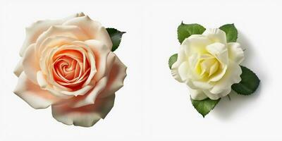 uma topo Visão do uma florescendo rosa. isolado branco fundo. ai gerado. foto