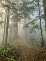 Alto Rocha tenha cuidado trilha dentro Ashford, wa foto