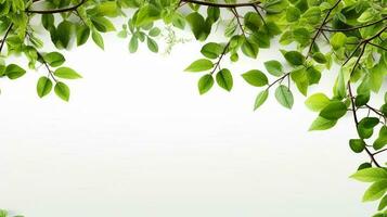 ai generativo suave verde árvore galhos em branco fundo com cópia de espaço foto