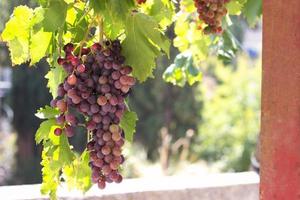 uvas maduras na videira, em um dia de verão