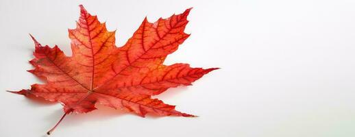 Canadá independência dia. vermelho bordo folha em uma branco fundo, fechar-se. ai gerado. foto