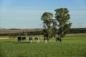 vacas dentro a Argentino campo, pampas, argentina foto