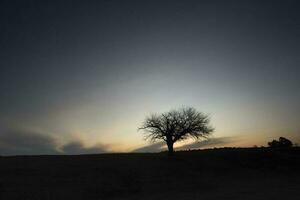 floresceu campo dentro a pampas simples, la pampa província, Patagônia, Argentina. foto