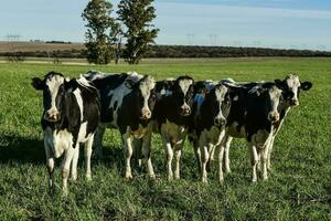 vacas dentro a Argentino campo, pampas, argentina foto