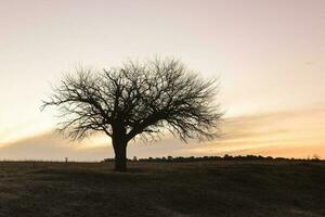 floresceu campo dentro a pampas simples, la pampa província, Patagônia, Argentina. foto