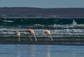 flamingos rebanho, Patagônia, Argentina foto