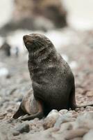 antártico pele foca, arctophoca gazela, a praia, antártico Península. foto