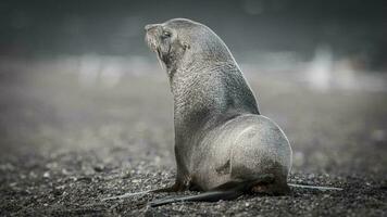 antártico pele foca, arctophoca gazela, a praia, antártico Península. foto