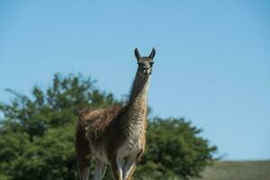 guanacos dentro pampas Relva ambiente, la pampa, Patagônia, Argentina. foto