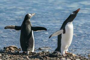 gentoo pinguim, dentro neko porto, Antártica Península. foto