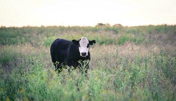 vacas dentro a Argentino campo, pampas, patagônia, argentina foto