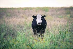 vacas dentro a Argentino campo, pampas, patagônia, argentina foto