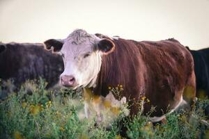 vacas dentro a Argentino campo, pampas, patagônia, argentina foto