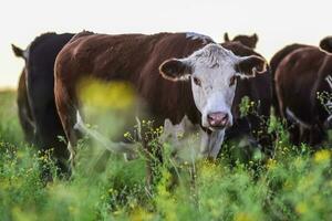 vacas dentro a Argentino campo, pampas, patagônia, argentina foto