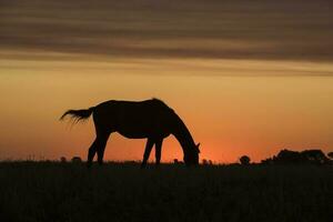 cavalo silhueta às pôr do sol, dentro a zona rural, la pampa, Argentina. foto