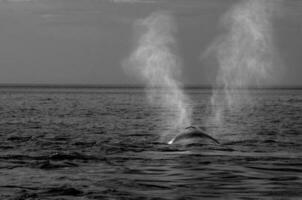 baleia respirando, Península valdes,, Patagônia, Argentina foto