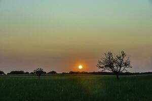 solitário árvore dentro la pampa às pôr do sol, Patagônia, Argentina foto