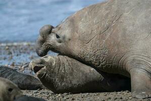 elefante foca casal acasalamento, Península valdes, Patagônia, Argentina foto