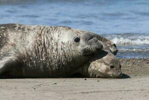 elefante foca casal acasalamento, Península valdes, Patagônia, Argentina foto