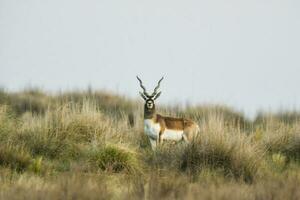 masculino blackbuck antílope dentro pampas avião ambiente, la pampa província, Argentina foto