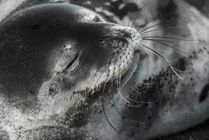 Weddell foca em repouso em a antartica praia, antártica Península foto