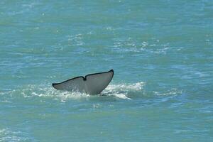assassino baleia Caçando mar leões, península valdes, patagônia Argentina foto