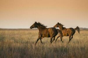 cavalo silhueta às pôr do sol, dentro a zona rural, la pampa, Argentina. foto