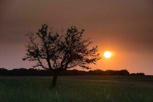 solitário árvore dentro la pampa às pôr do sol, Patagônia, Argentina foto