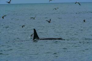 assassino baleia, orca, Caçando uma mar leões , Península valdes, patagônia Argentina foto
