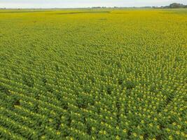 girassol cultivo, aéreo visualizar, dentro pampas região, Argentina foto