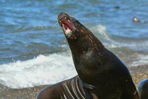 masculino mar leão , Patagônia, Argentina foto