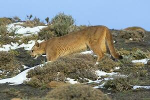 puma caminhando dentro montanha ambiente, torres del paine nacional parque, Patagônia, Chile. foto