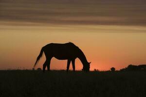 cavalo silhueta às pôr do sol, dentro a zona rural, la pampa, Argentina. foto