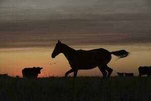 cavalo silhueta às pôr do sol, dentro a zona rural, la pampa, Argentina. foto