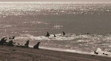 orca atacante mar leões, patagônia Argentina foto