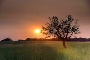 solitário árvore dentro la pampa às pôr do sol, Patagônia, Argentina foto