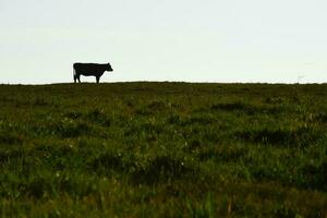 campo panorama com vacas pastando, la pampa, Argentina foto