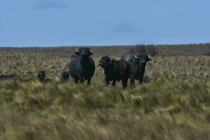 água búfalo, Bubalus bubalis, espécies introduzido dentro Argentina, la pampa província, patagônia. foto