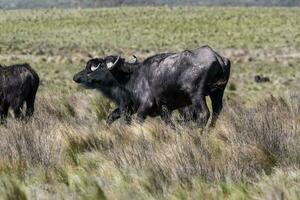 água búfalo, Bubalus bubalis, espécies introduzido dentro Argentina, la pampa província, patagônia. foto