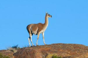 guanacos dentro lihue calel nacional parque, la pampa, Patagônia, Argentina. foto