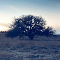 pampas campo paisagem, la pampa província, Patagônia, Argentina. foto