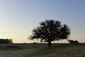 floresceu campo dentro a pampas simples, la pampa província, Patagônia, Argentina. foto