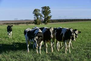 laticínios vaca dentro pampas campo, patagônia, argentina foto